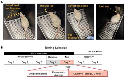 Return of the Righting Reflex Does Not Portend Recovery of Cognitive Function in Anesthetized Rats